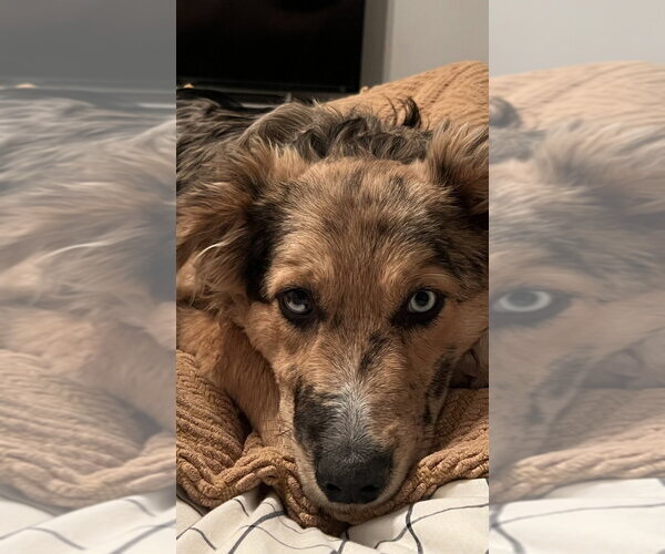 Medium Photo #4 Australian Shepherd Puppy For Sale in Dana Point, CA, USA