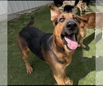 Lorenzo - Male German Shepherd Dog-Unknown Mix Dog for Adoption - Small photo
