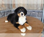 Small Photo #8 Bernese Mountain Dog Puppy For Sale in HORN CREEK, CO, USA