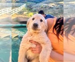 Small Photo #4 Golden Retriever Puppy For Sale in COLTON, CA, USA