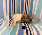Small #3 Goldendoodle