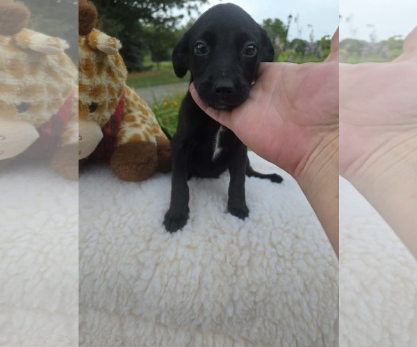 Medium Photo #2 Labrador Retriever-Unknown Mix Puppy For Sale in SHERBURNE, NY, USA
