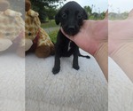 Small #1 Labrador Retriever Mix