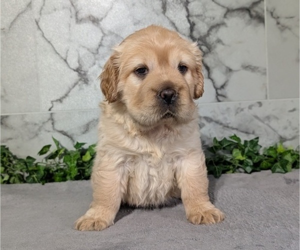 Medium Photo #9 Cocker-Pei Puppy For Sale in GOSHEN, IN, USA