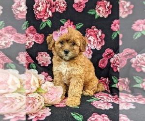 ShihPoo Puppy for sale in NEW PROVIDENCE, PA, USA