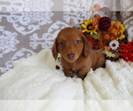 Small #9 Dachshund