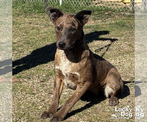 Catahoula Leopard Dog-Labrador Retriever Mix Dogs for adoption in Washington, DC, USA