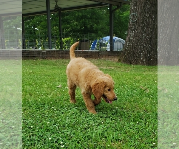 Medium Photo #9 Goldendoodle Puppy For Sale in CLARKSVILLE, TX, USA