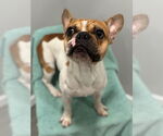 Small #1 French Bulldog