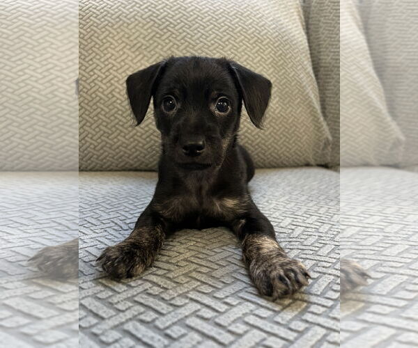 Medium Photo #3 Mutt Puppy For Sale in Plainfield, IL, USA