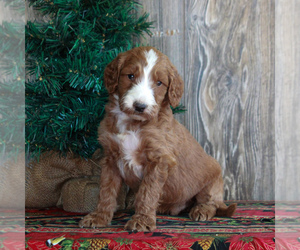 Irish Troodle Puppy for sale in HONEY BROOK, PA, USA