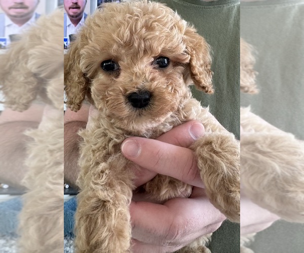 Medium Photo #1 Cockapoo Puppy For Sale in SEBASTIAN, FL, USA