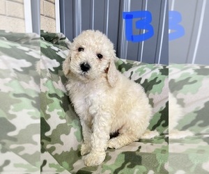 Poodle (Standard) Puppy for sale in ROANOKE, IL, USA