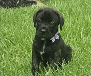 Medium Cane Corso