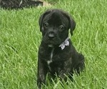 Puppy 2 Cane Corso
