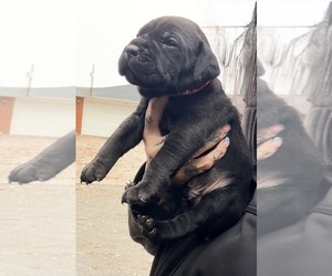 Cane Corso Puppy for sale in ANDERSON, IN, USA