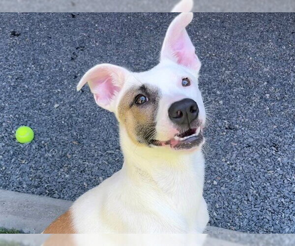 Medium Photo #2 Anatolian Shepherd-Unknown Mix Puppy For Sale in Moreno Valley, CA, USA