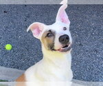 Small #1 Anatolian Shepherd Mix