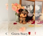 Small #16 Yorkshire Terrier