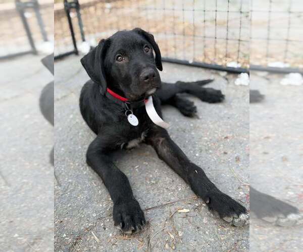 Medium Photo #1 Mutt Puppy For Sale in Vail, AZ, USA