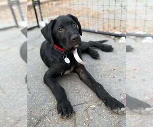 Mutt Dogs for adoption in Vail, AZ, USA