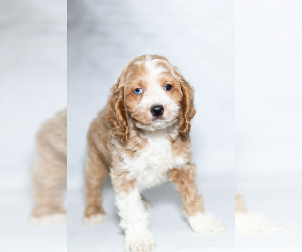 Medium Photo #4 Cockapoo Puppy For Sale in NAPPANEE, IN, USA