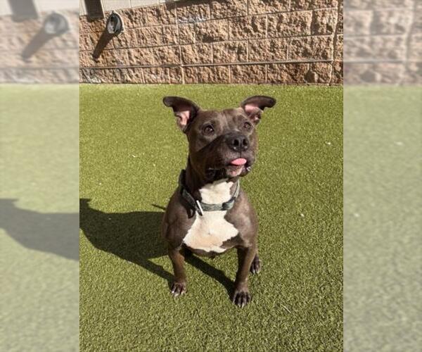 Medium Photo #2 American Pit Bull Terrier Puppy For Sale in Derwood, MD, USA