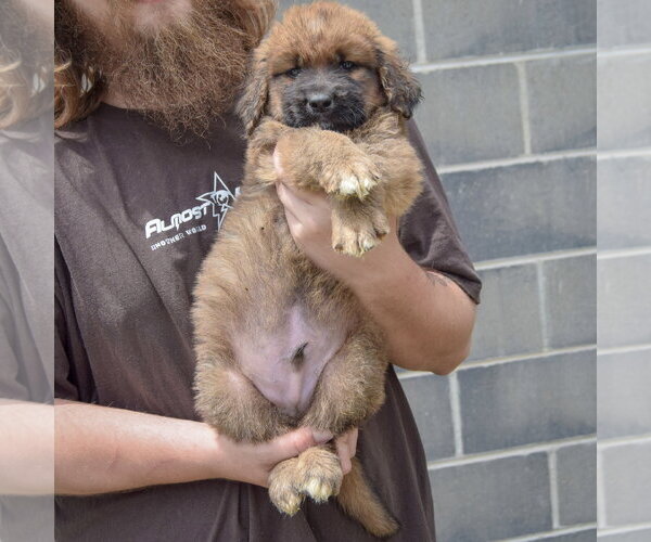Medium Photo #4 Golden Shepherd Puppy For Sale in Huntley, IL, USA
