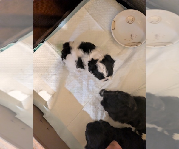 Medium Photo #1 Shih Tzu Puppy For Sale in ROGERS, KY, USA