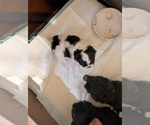 Small Shih Tzu