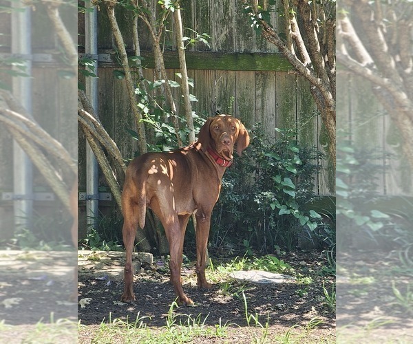 Medium Photo #1 Vizsla Puppy For Sale in ARLINGTON, TX, USA