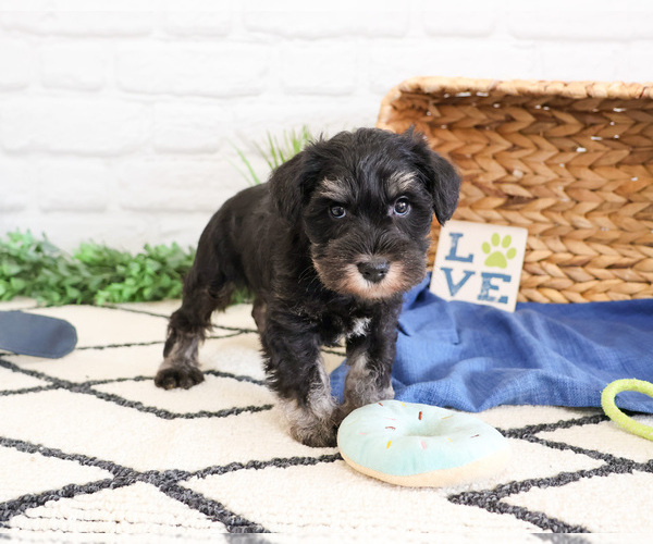 Medium Photo #2 Schnauzer (Miniature) Puppy For Sale in SYRACUSE, IN, USA