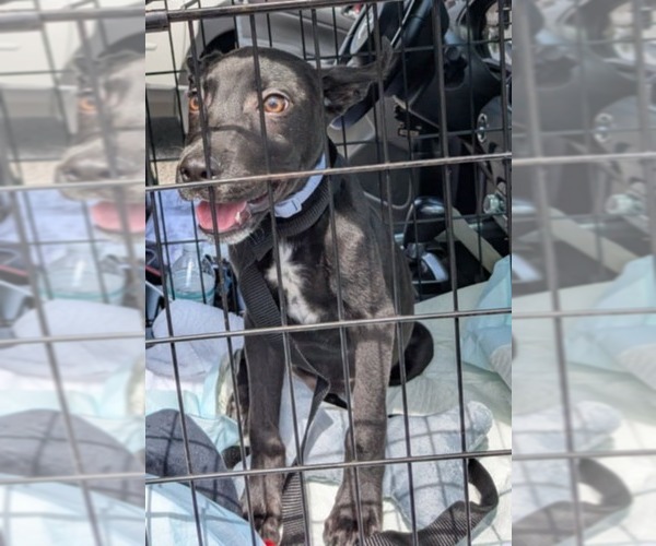 Medium Photo #10 American Staffordshire Terrier-German Shepherd Dog Mix Puppy For Sale in Tampa, FL, USA