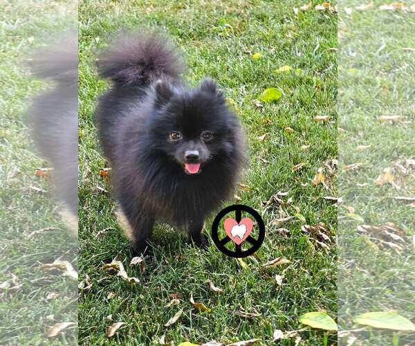 Medium Photo #2 Pomeranian Puppy For Sale in Lebanon, PA, USA