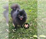 Small #1 Pomeranian