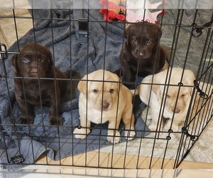 Labrador Retriever Puppy for sale in HONOLULU, HI, USA