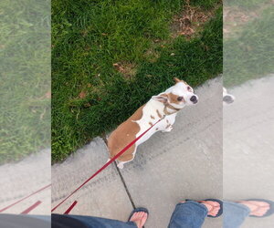 Ophelia - Female Chihuahua-Unknown Mix Dog for Adoption - Photo #2