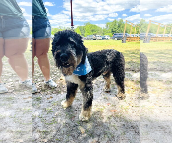 Medium Photo #1 Bernedoodle Puppy For Sale in Valrico, FL, USA