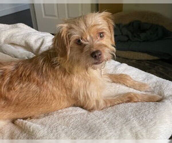 Medium Photo #4 Maltese-Unknown Mix Puppy For Sale in Bellevue, WA, USA