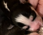 Puppy Furioso Pomsky