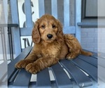 Small #4 Goldendoodle
