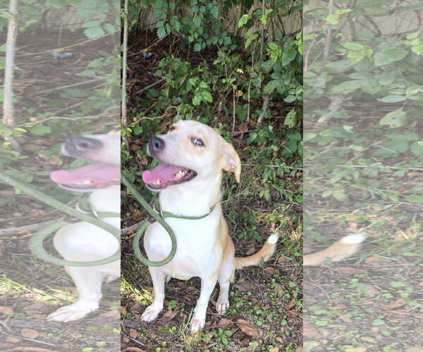 Medium Photo #3 Mutt Puppy For Sale in Jackson, MS, USA