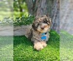 Small #2 Poodle (Miniature)