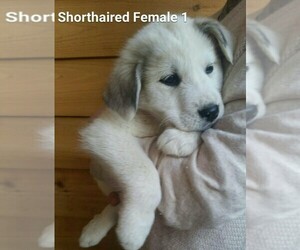 Great Pyrenees Puppy for sale in POST FALLS, ID, USA