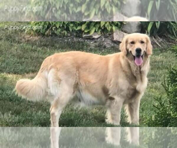 Medium Photo #43 English Cream Golden Retriever Puppy For Sale in NORTHWOOD, OH, USA