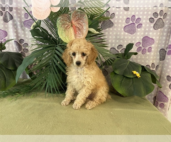 Medium Photo #4 Poodle (Toy) Puppy For Sale in WINSTON SALEM, NC, USA