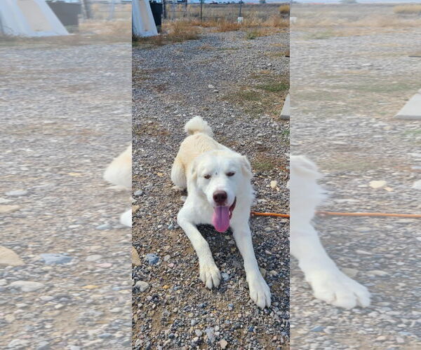 Medium Photo #9 Great Pyrenees Puppy For Sale in Bountiful, UT, USA