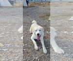 Small #8 Great Pyrenees