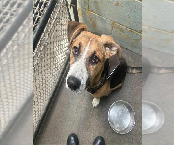 Medium Photo #1 Australian Shepherd-Unknown Mix Puppy For Sale in Stockton, CA, USA