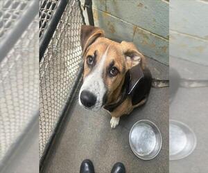 Australian Shepherd-Unknown Mix Dogs for adoption in Stockton, CA, USA